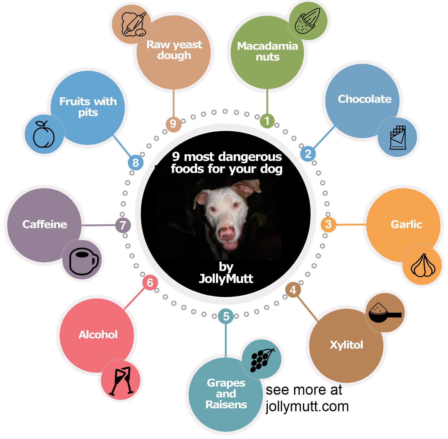 9 most dangerous food for dogs_transparent