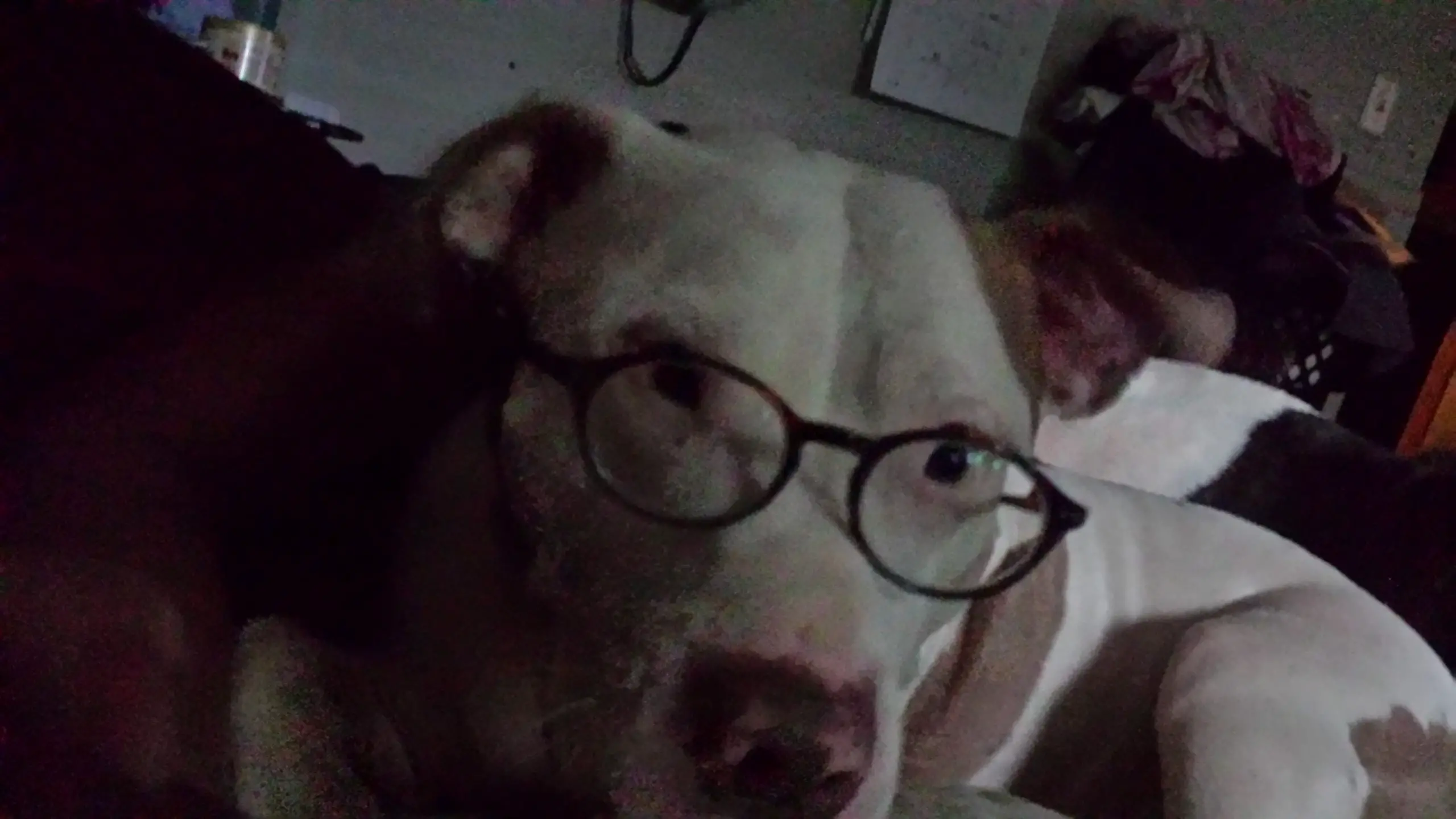 Rusty the PitBull with reading glasses.