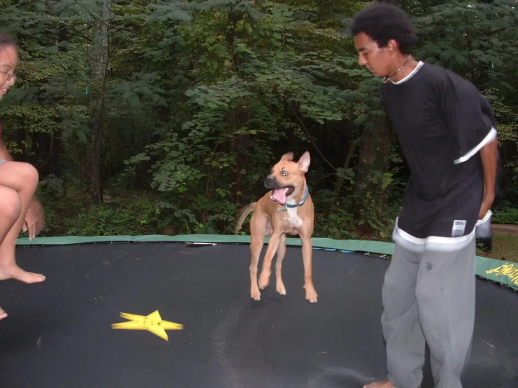 Bruno the boxer on the trampoline