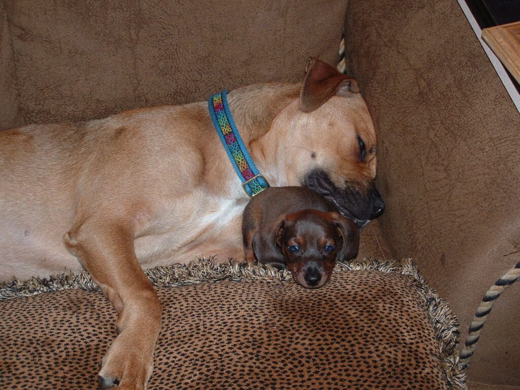 Boxer and Dachshund puppy sleeping on couch