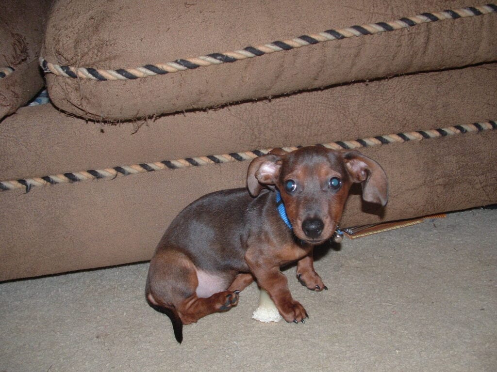 Baron, the dachshund