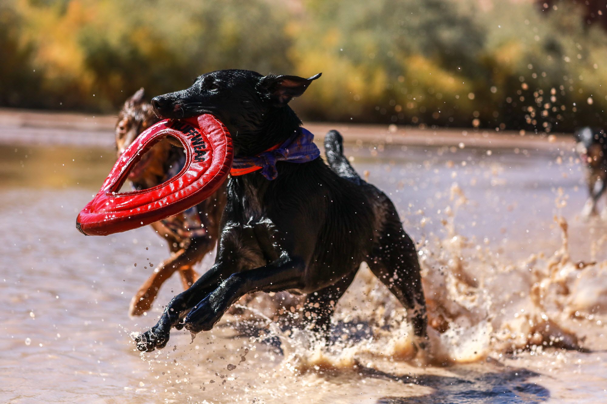 indestructible chew toys for pit bulls