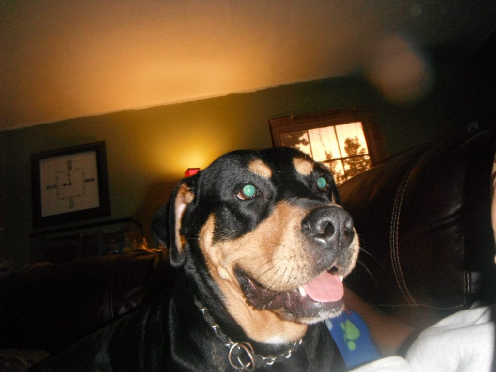 Cody - Rottweiler