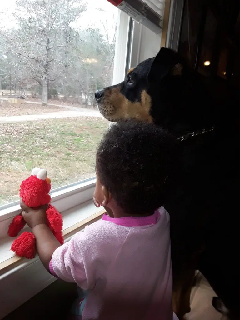 Cody and Sophia - Rottweiler and toddler looking out window