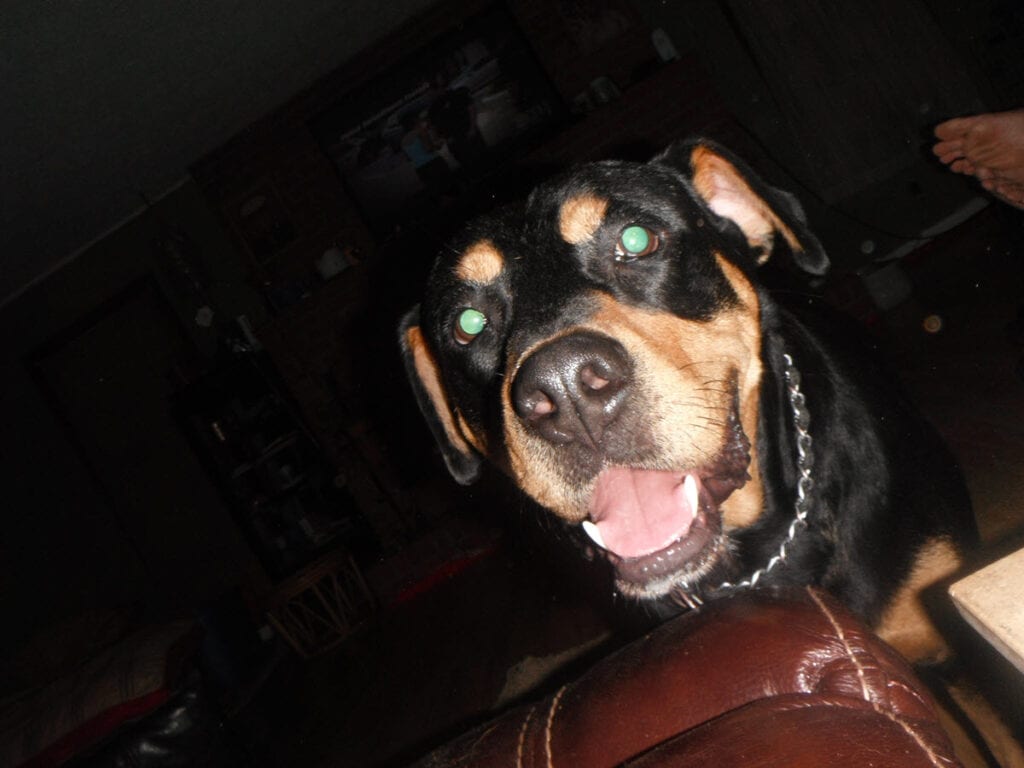 Cody the Rottweiler