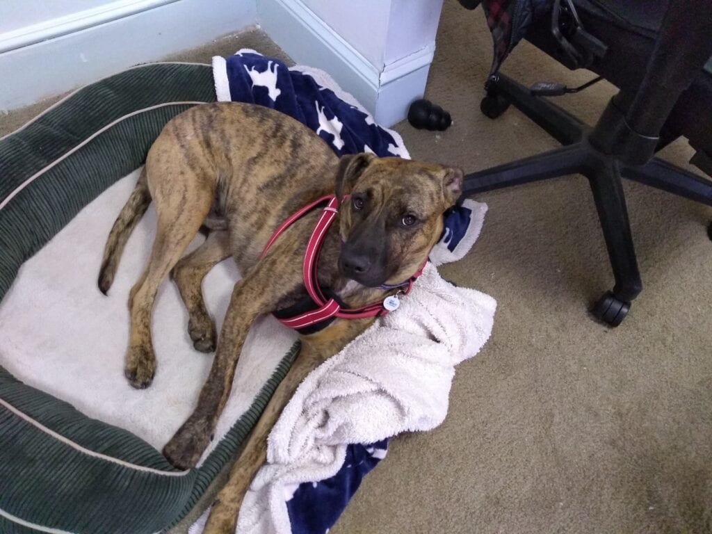 Rudy posing on his bed - this is not an indestructible dog bed.