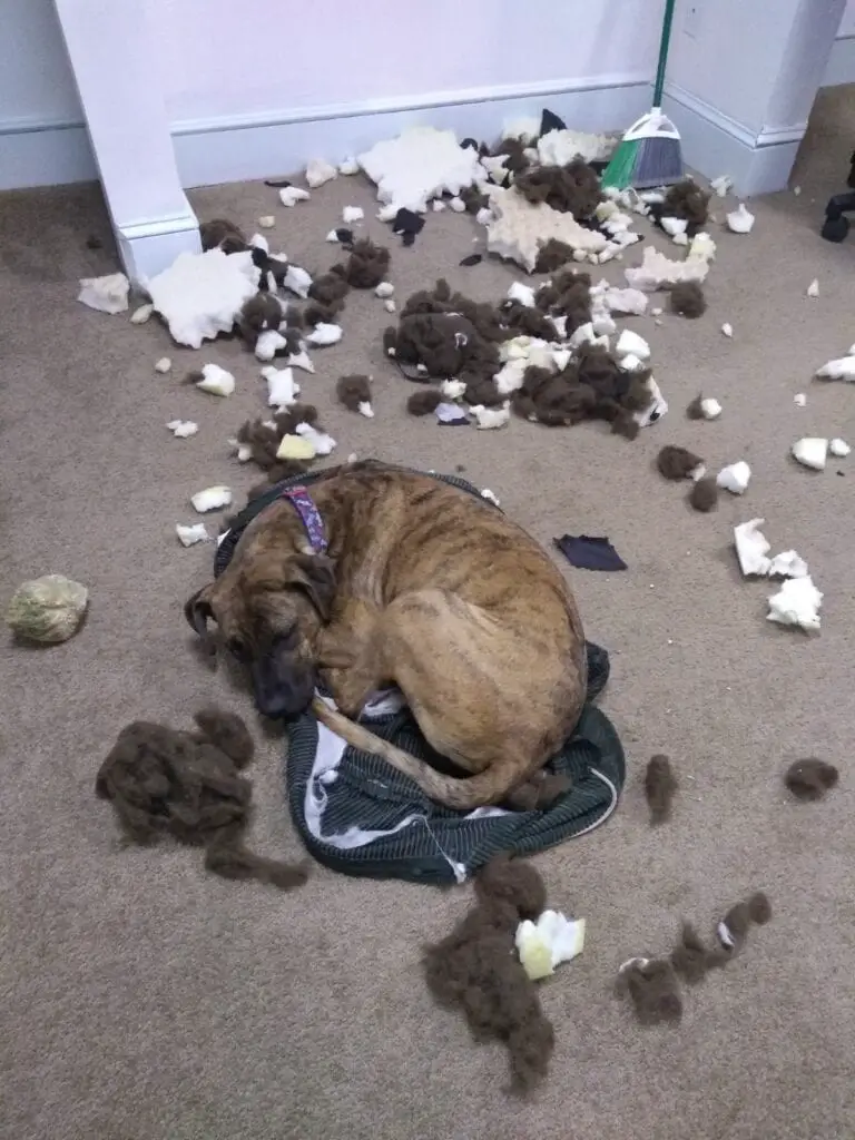 indestructible dog bed - not!