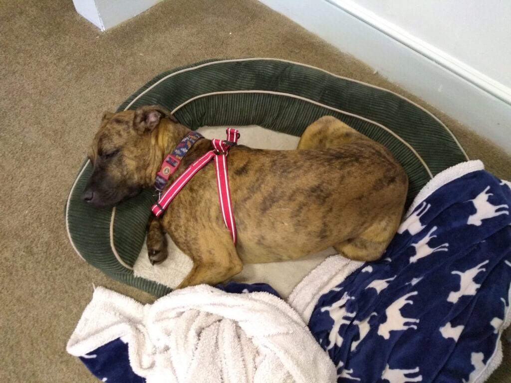 Rudy sleeping peacefully before he ate his bed