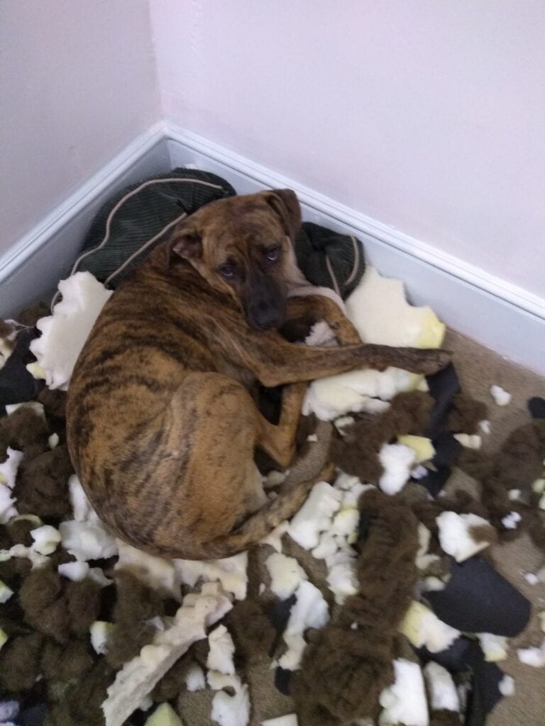 Shredded-dog-bed-Rudy-sleeps-on-it-anyway