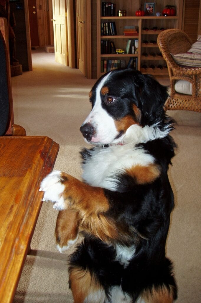 bernese-mountain-dog-cute