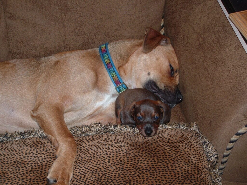 Bruno the boxer with dachshund puppy