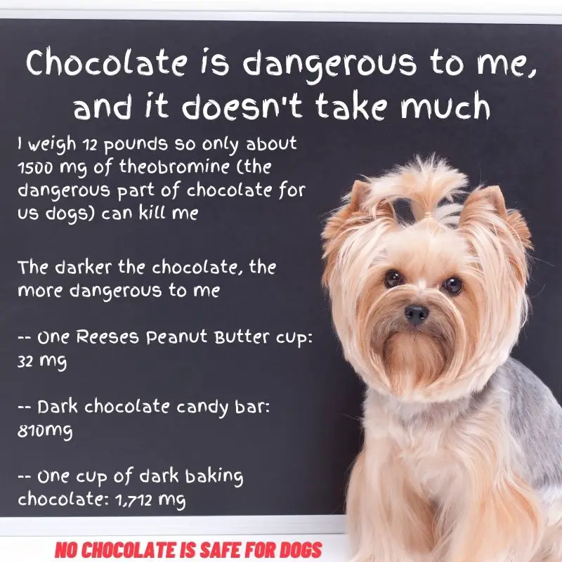 are dogs allowed dark chocolate
