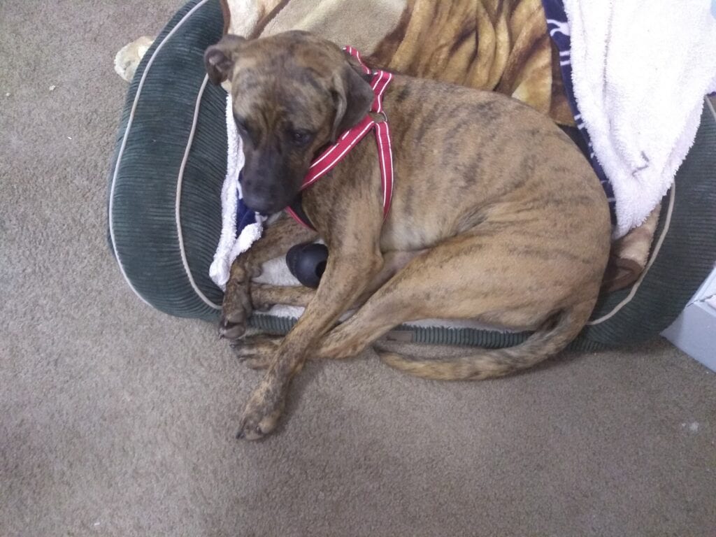 Rudy the rescue dog relaxing on his new bed