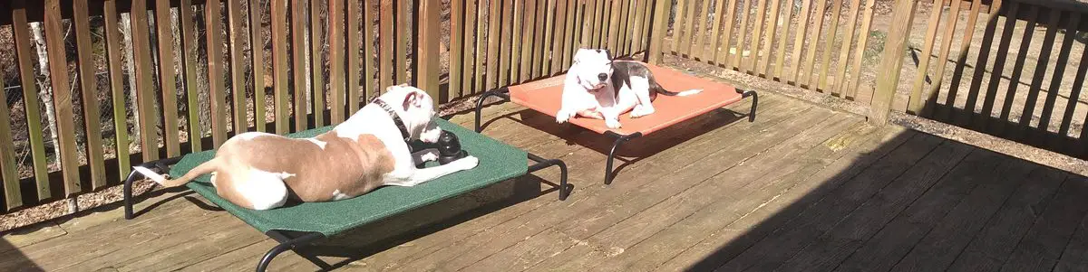 Rusty and Rocket catching some sun on the deck