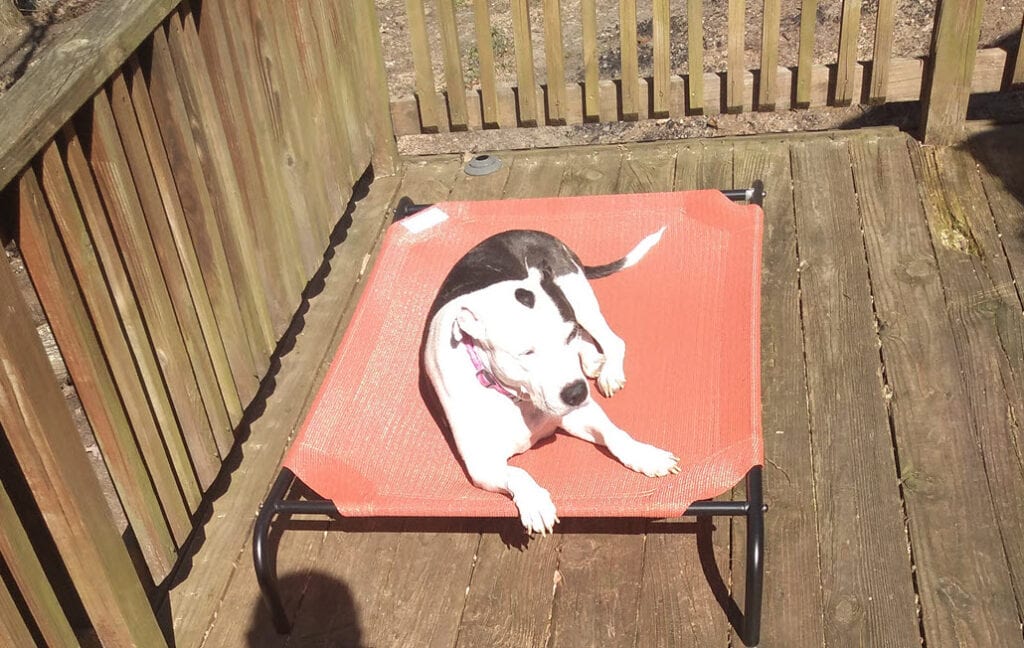 pit bull on calming dog bed