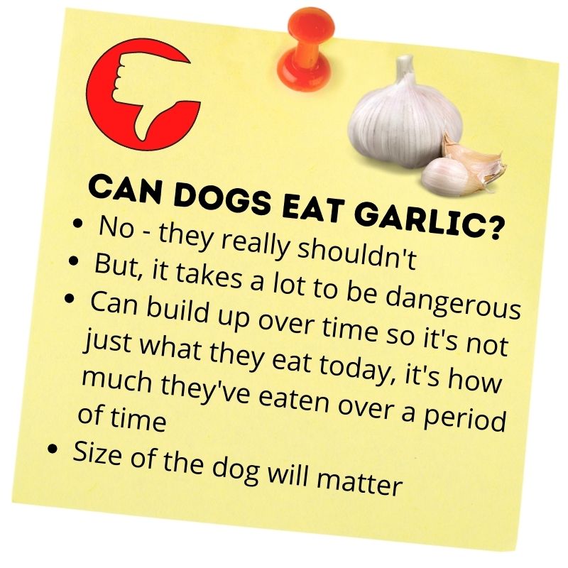 are dogs allergic to garlic bread