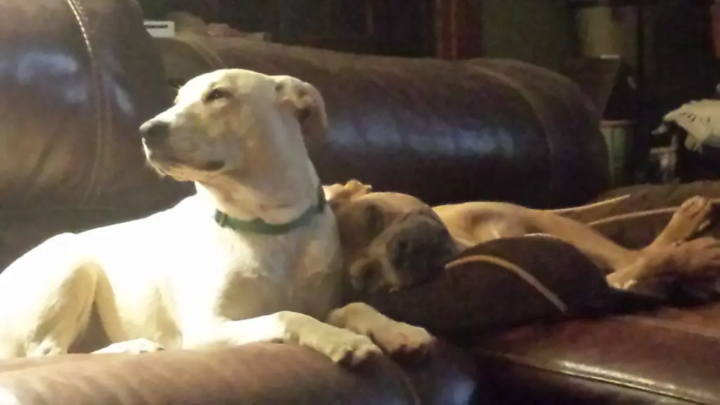 Rescue dogs getting along - Pitbull and Mutt (Jake and Blitz)