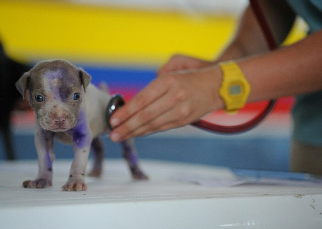 Puppy dog visiting veterinarian