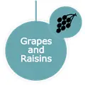 Grapes and raisins should never be eaten by dogs