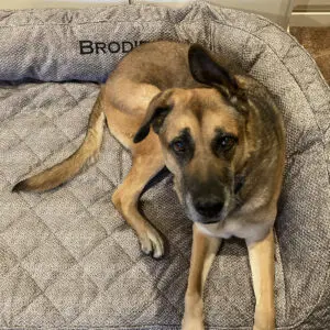 Comfy calming dog bed - Brodie_1200x