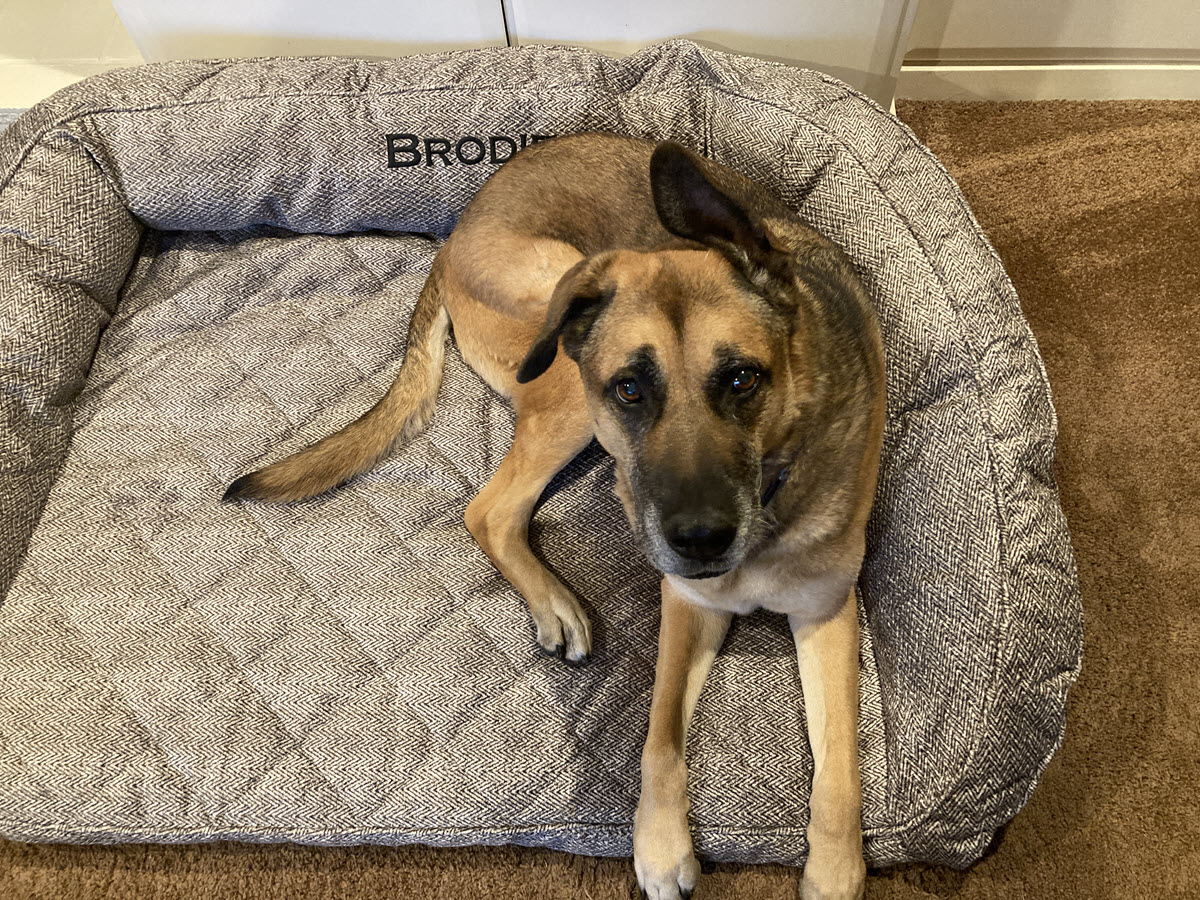 Comfy calming dog bed - Brodie_1200x