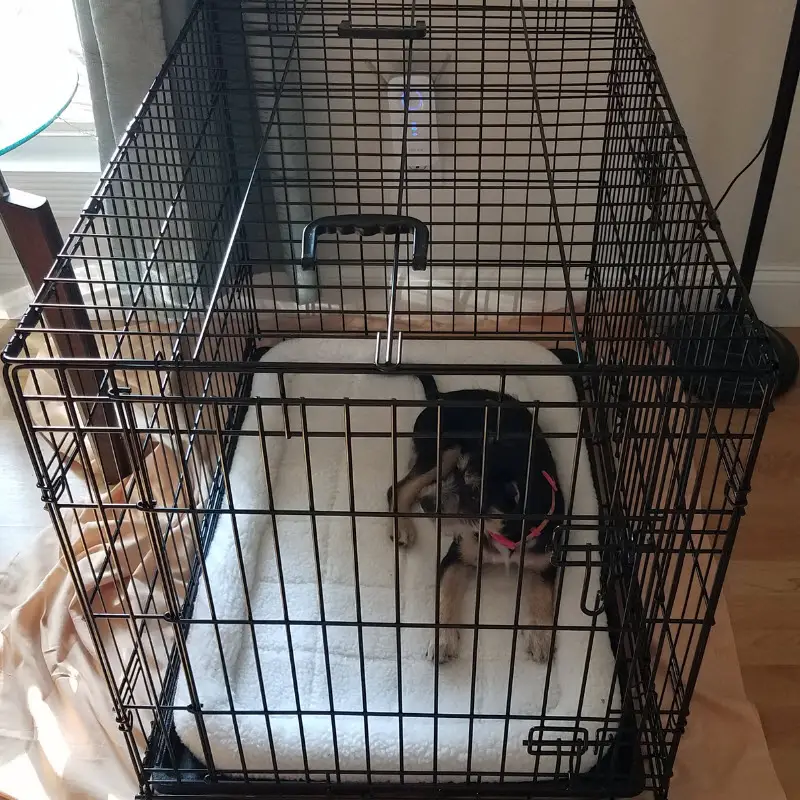 Crate training a new puppy when you have other dogs in the house