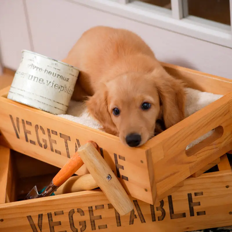 Crate training your puppy with another dog in the house