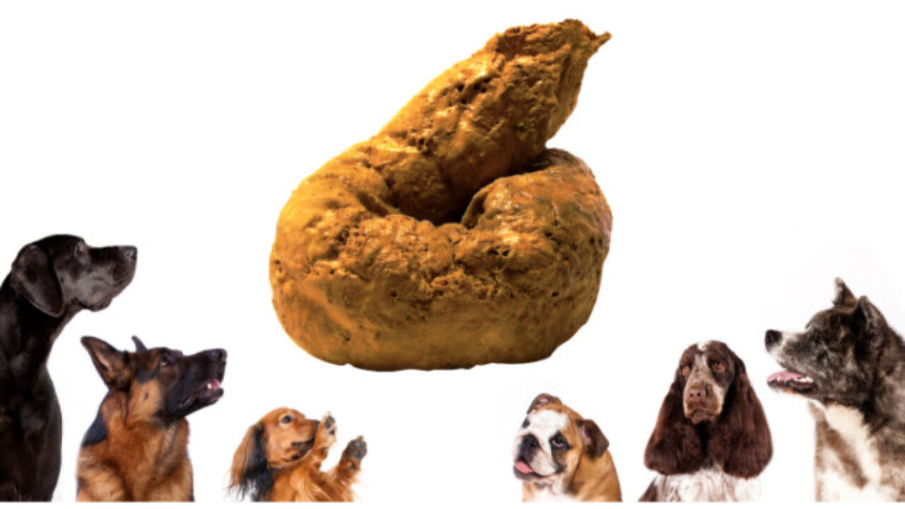 how long to feed dog bland diet for diarrhea