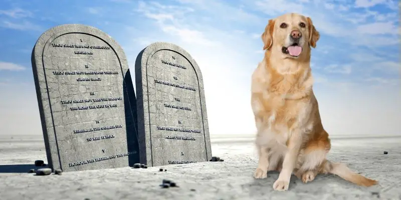 10 commandments for dog owners