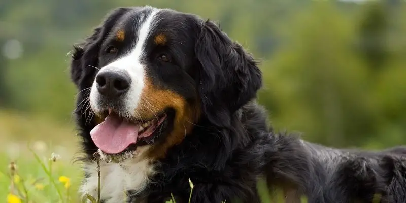 Are Bernese Mountain Dogs good dogs - are Berners dangerous