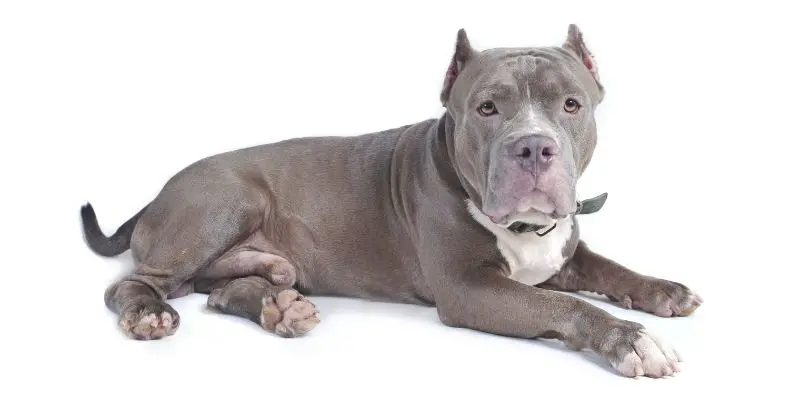 Are pitbulls good dogs - are pit bulls dangerous