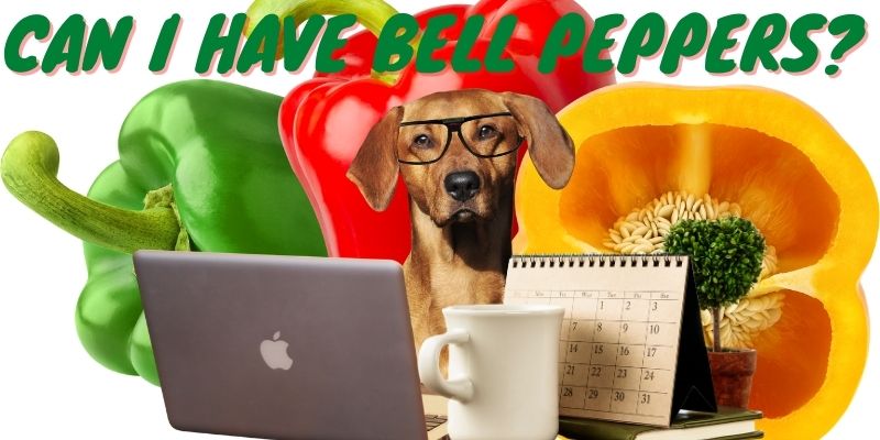 Can dogs eat bell peppers - are bell peppers save for dogs