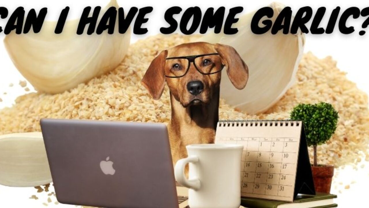 is garlic poisonous for dogs