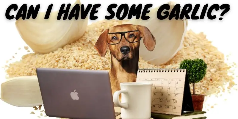 Can dogs eat garlic - is garlic safe for dogs