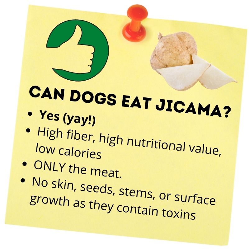 Can dogs eat jicama_