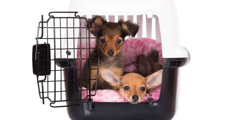 Crate training for your puppy
