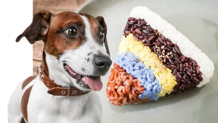 Dog about to eat rice