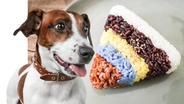 how much rice do i give my dog with diarrhea