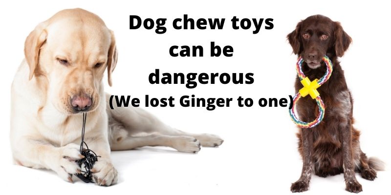 Dog chew toys can be dangerous