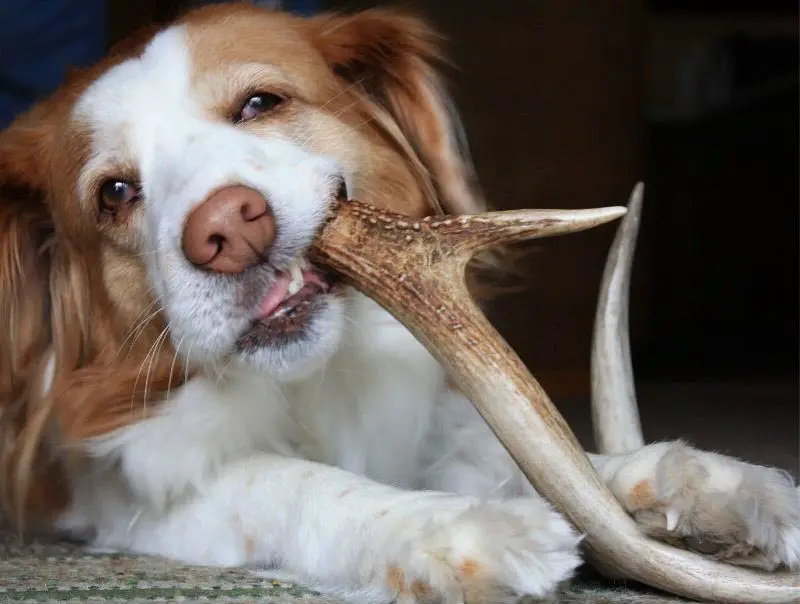 Dog chewing on antler