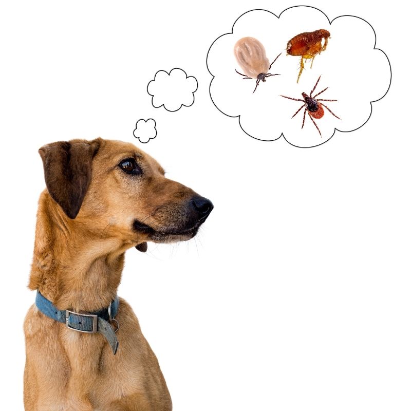 Dog thinking about fleas and other bugs