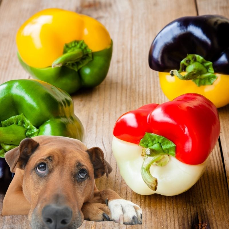 Dogs eating bell peppers - does the color matter