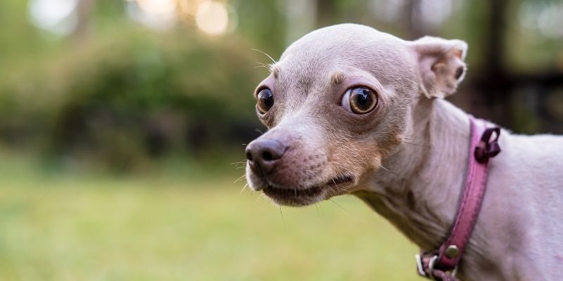 what calms an anxious dog