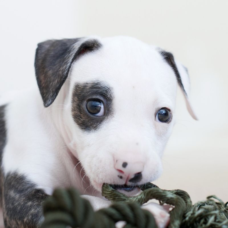 Pit bull puppy nibbling on rope