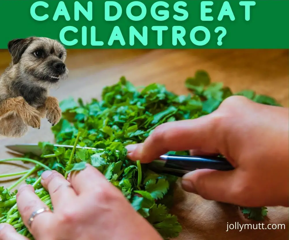 can dogs eat cilantro-title