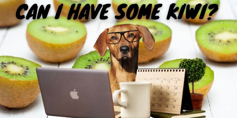 are kiwi berries safe for dogs