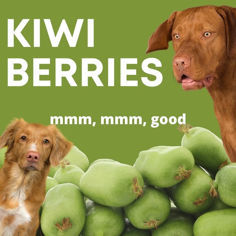 are kiwi berries safe for dogs