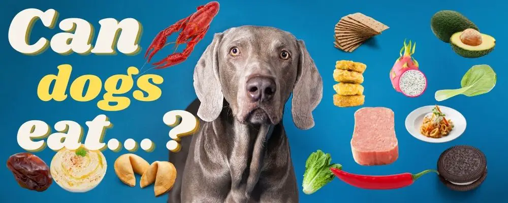 can dogs eat - over 80 items reviewed 1000x400