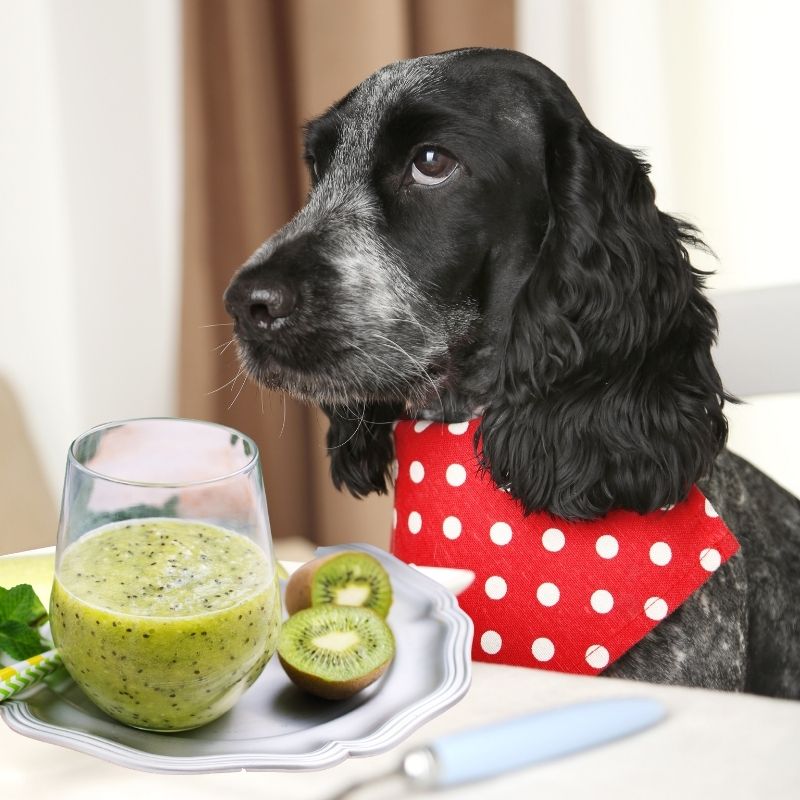 are kiwi berries safe for dogs