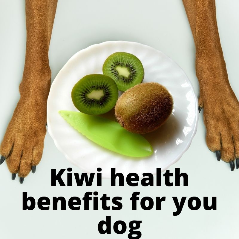 can puppies eat kiwi fruit